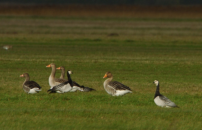 Gänse an der Nordsee