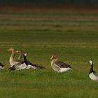 Gänse an der Nordsee