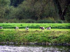 Gänse an der Ruhr