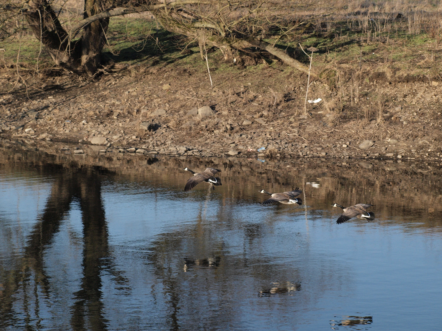 Gänse an der Ruhr in Wetter.