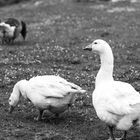 Gänse auf dem Bauernhof