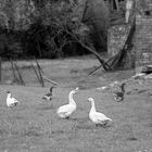 Gänse auf dem Bauernhof