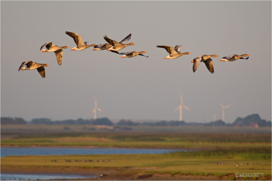 Gänse auf dem Flug zu den Schlafplätzen.