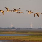 Gänse auf dem Flug zu den Schlafplätzen.