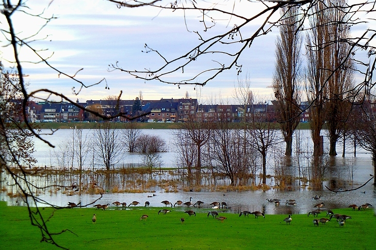 Gänse auf dem Golfplatz bei Hochwasser / Januar 2011 Df.