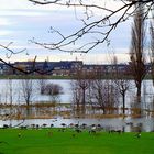 Gänse auf dem Golfplatz bei Hochwasser / Januar 2011 Df.