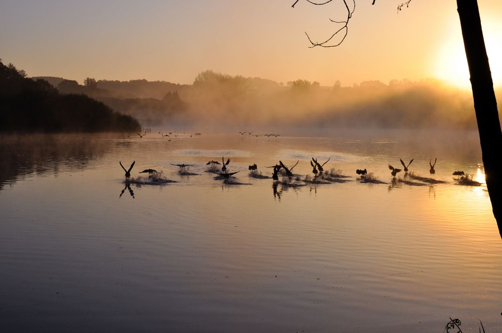 Gänse auf dem Herrenteich in Much