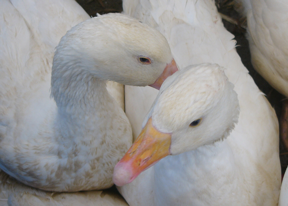 Gänse auf dem Hochheimer Markt