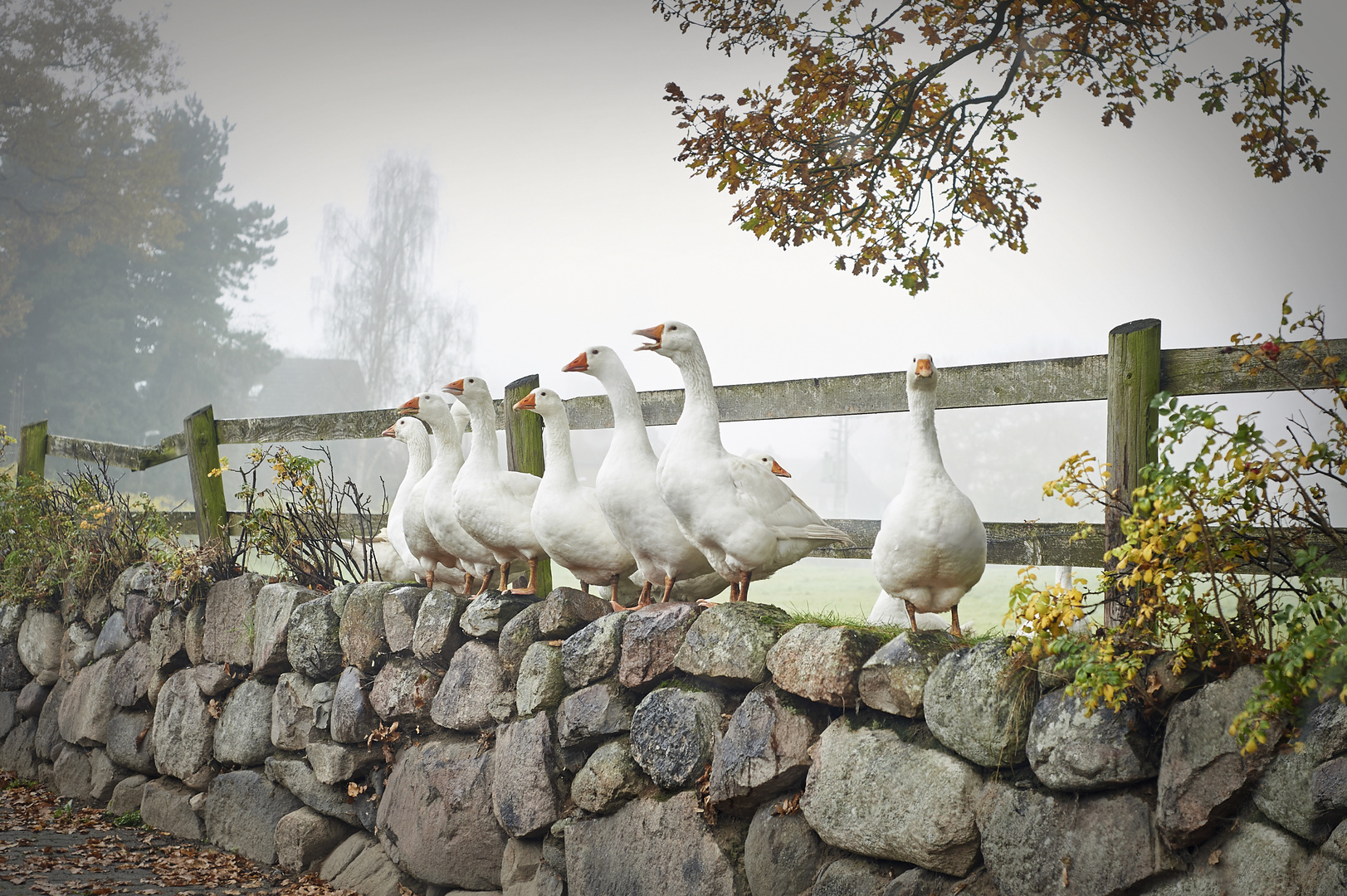 Gänse auf dem Lande