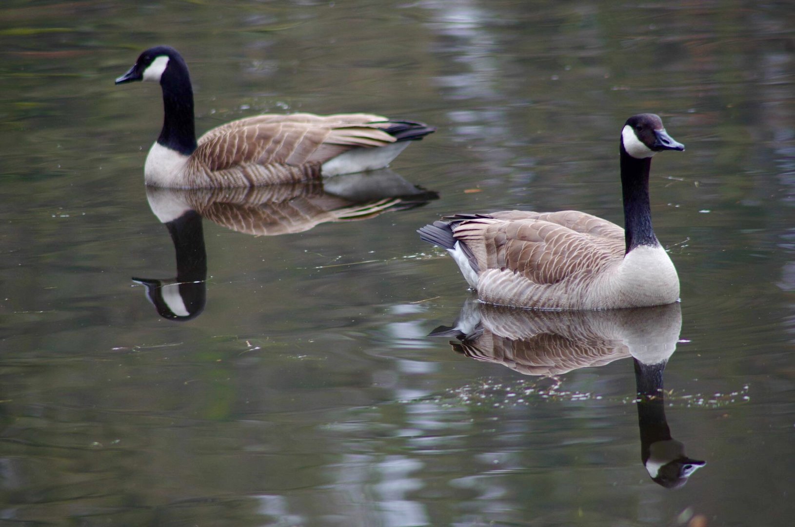 Gänse auf dem See