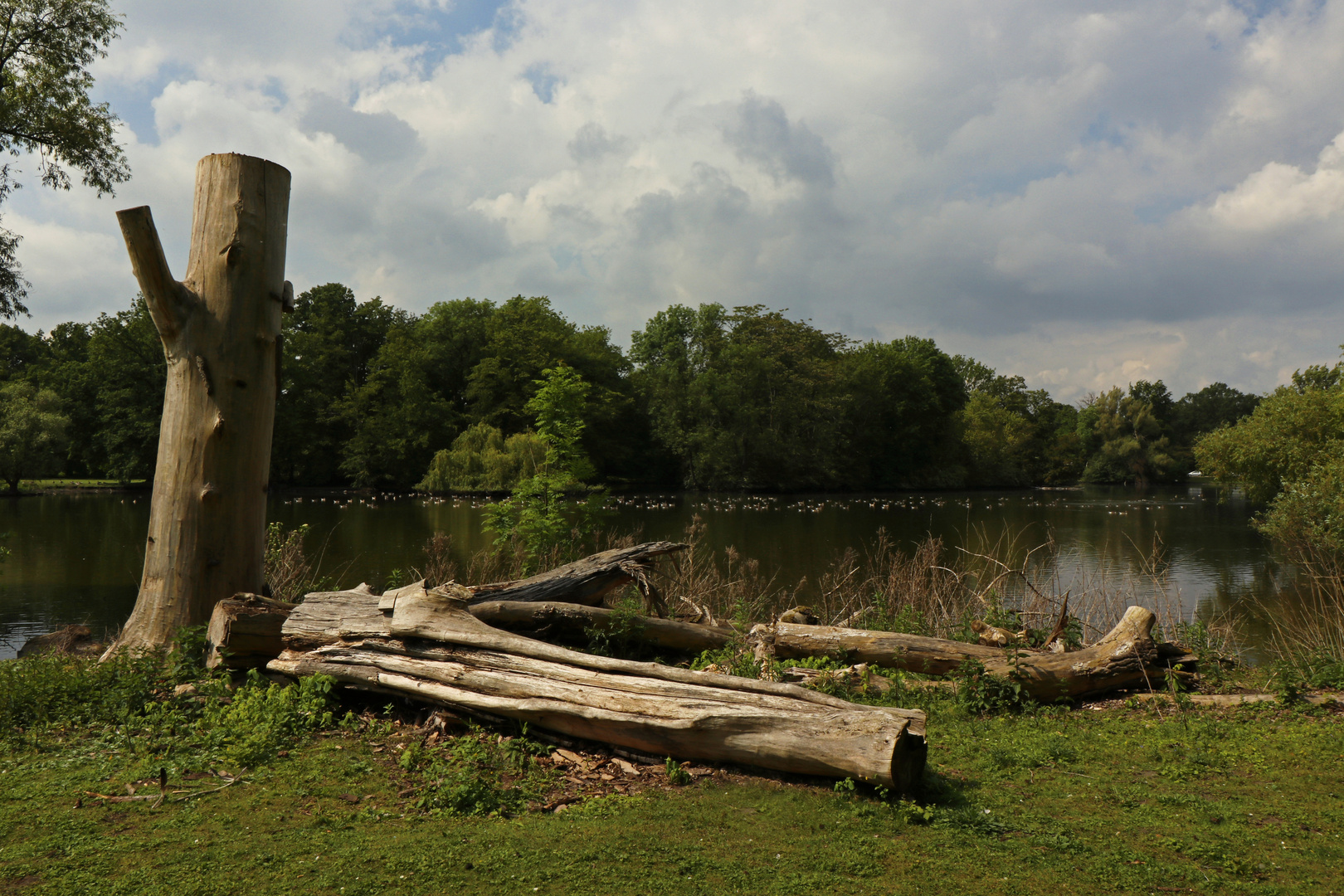 Gänse auf dem Südteich