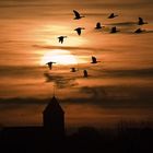 Gänse auf dem Weg zum Frühstück