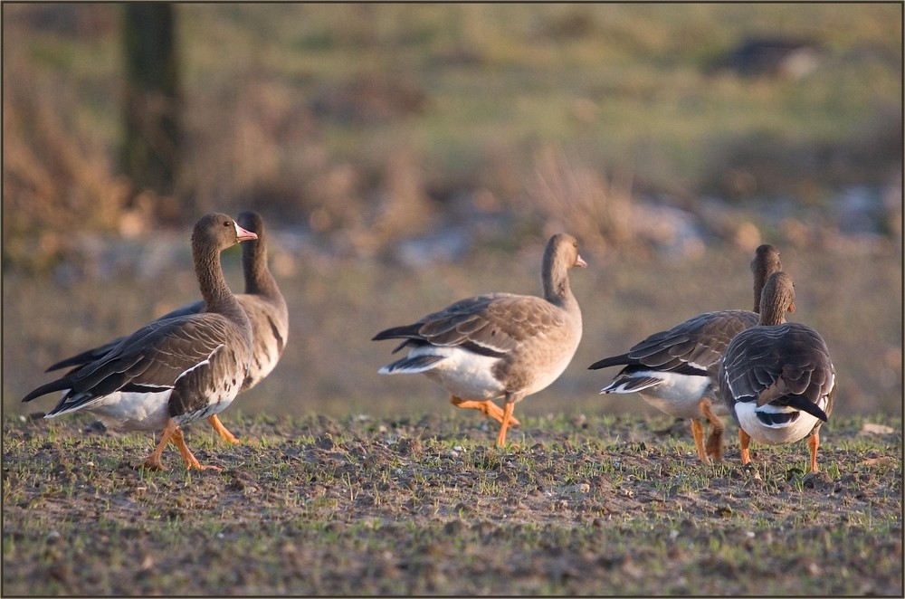 Gänse auf der Bislicher Insel