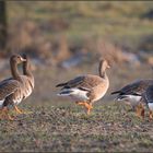 Gänse auf der Bislicher Insel