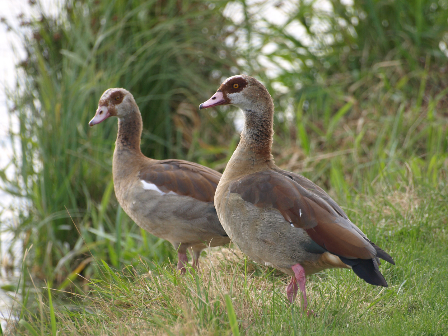 Gänse auf der Durchreise