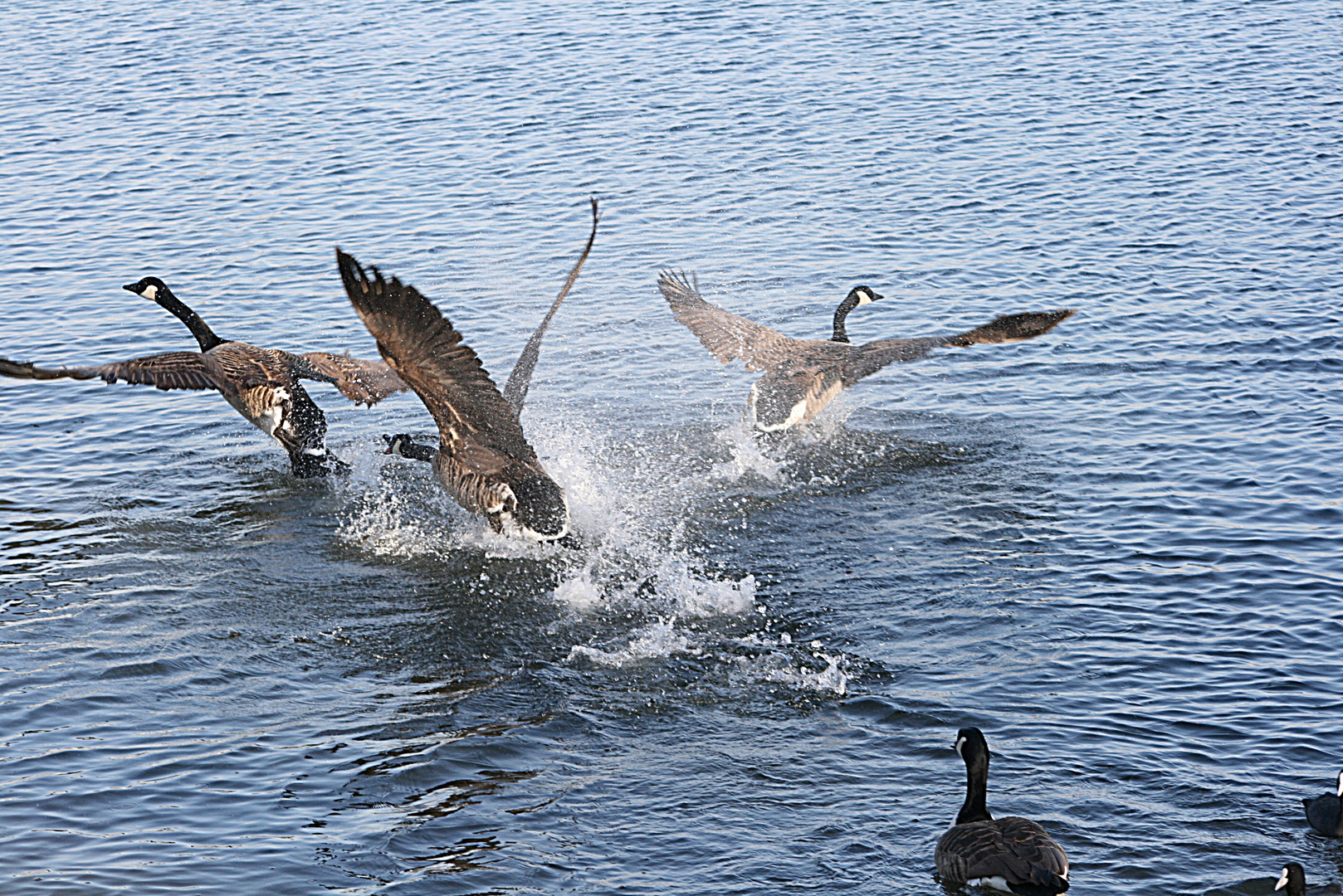 Gänse auf der Flucht