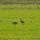 Gänse auf der grünen Wiese...