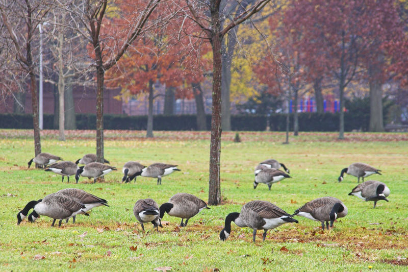 Gänse auf der Weide