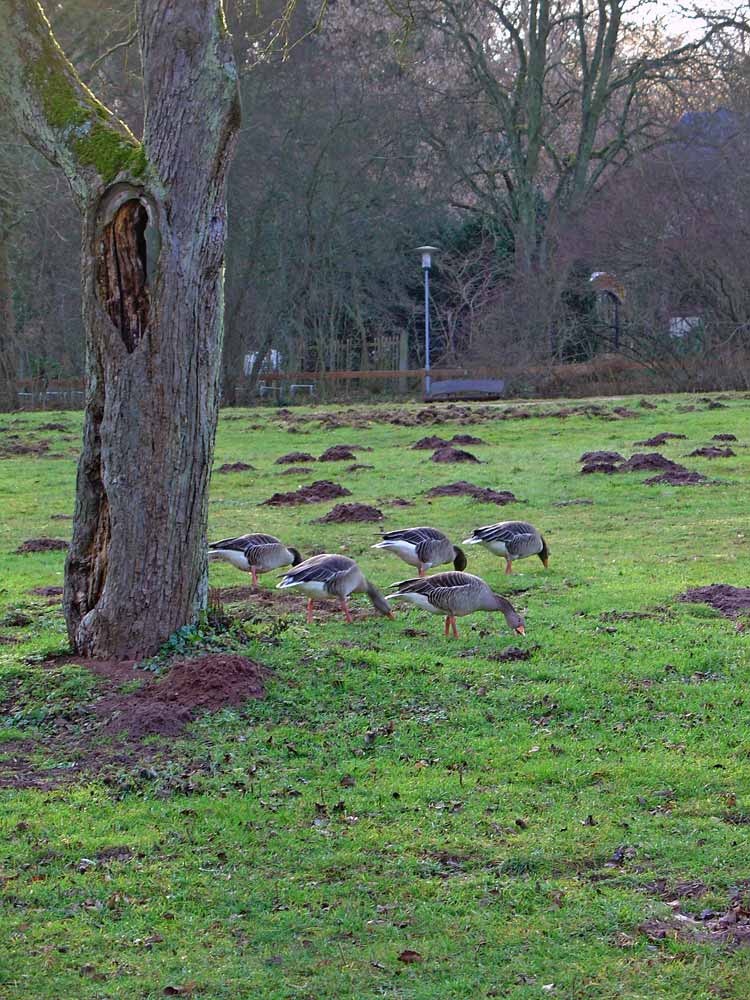 Gänse auf der Wiese