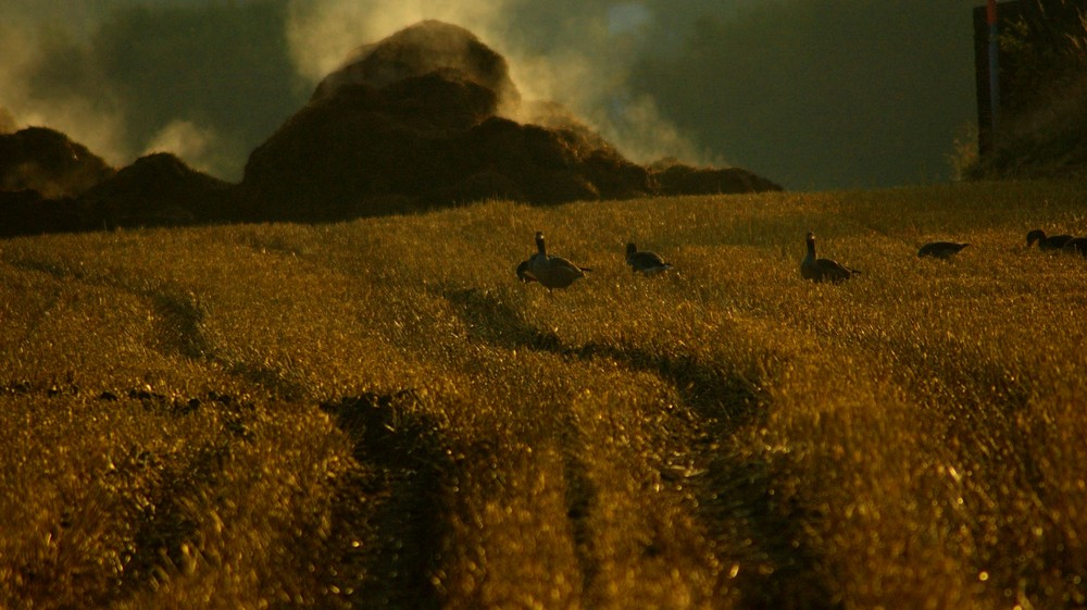 Gänse auf einem Feld bei C-R kurz nach Sonnenaufgang