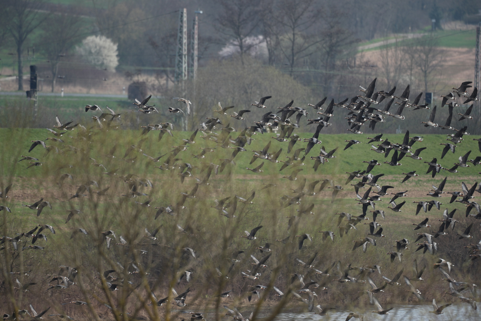 Gänse auf Flug