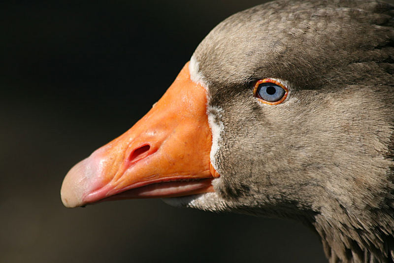 Gänse .... augen Teil 1