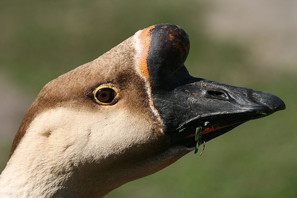 Gänse .... augen Teil 2