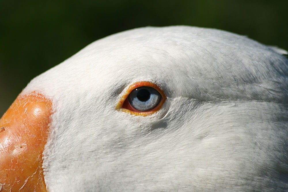 Gänse .... augen Teil 3