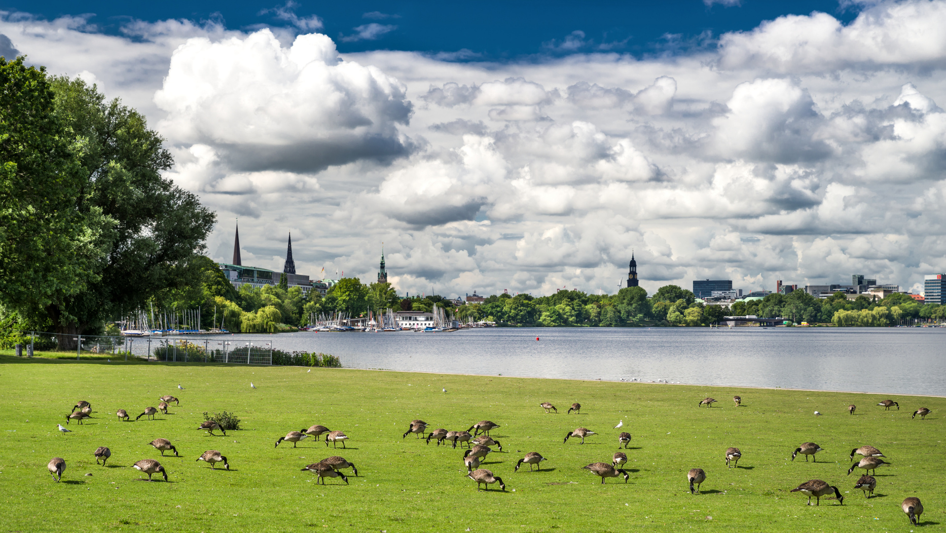 Gänse aus Kanada