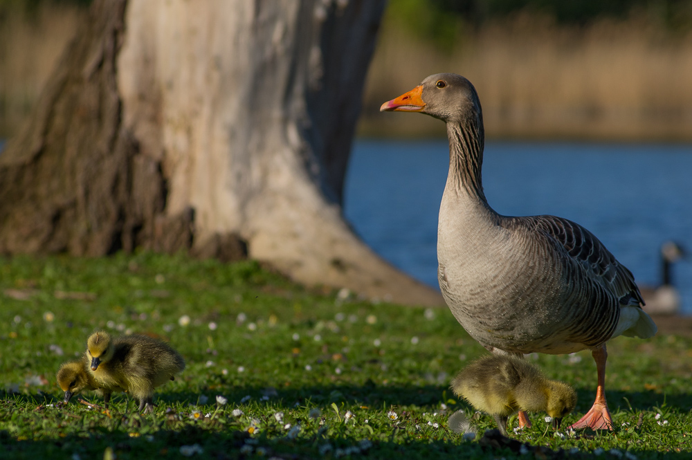 Gänse Babys :)