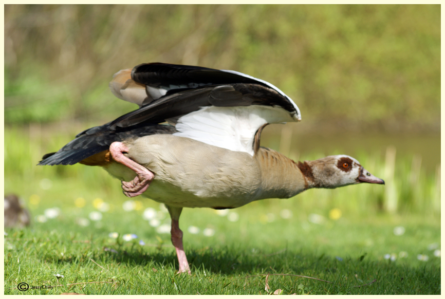 Gänse-Balett in den Frühling...