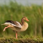 Gänse Ballett!