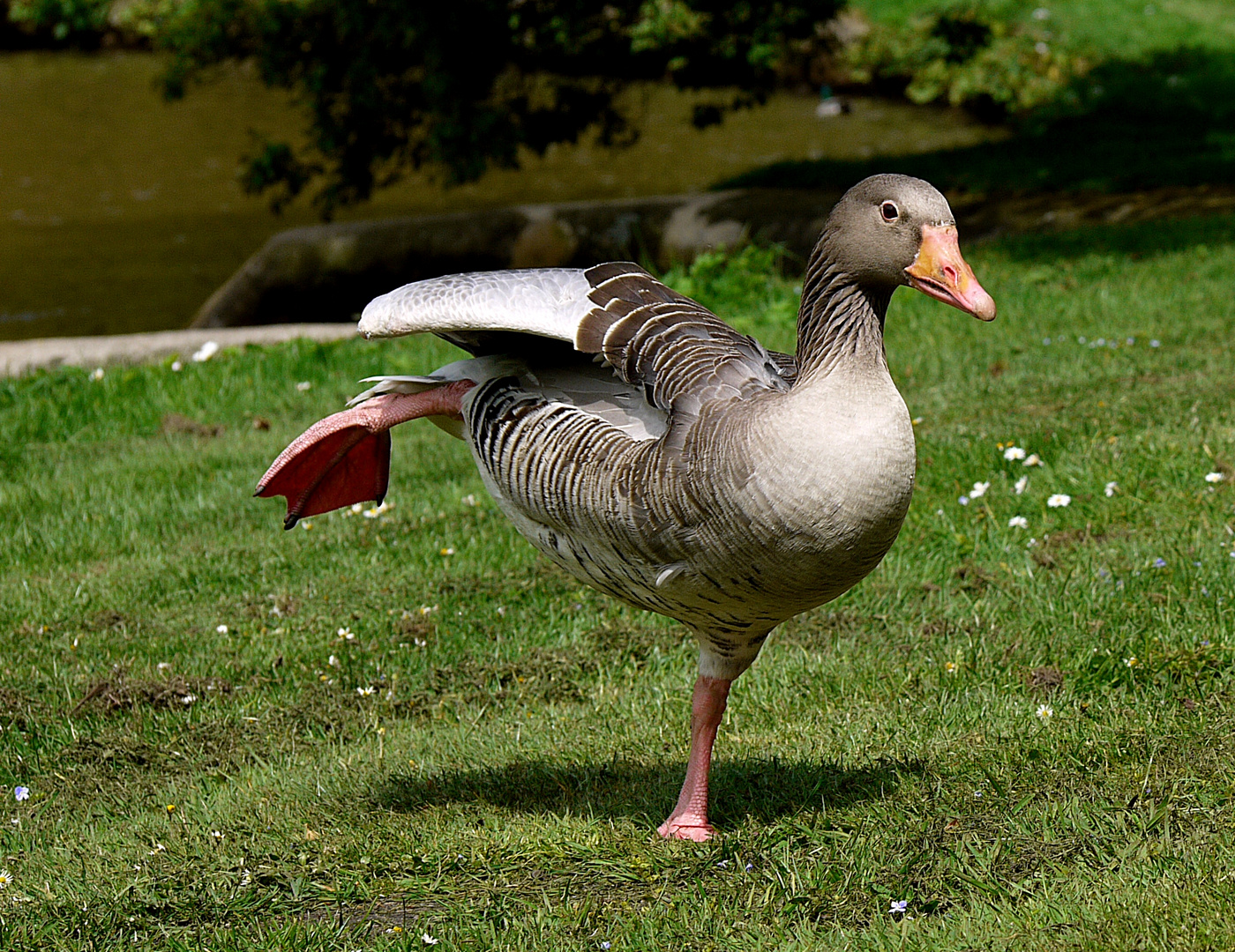 Gänse - Ballett