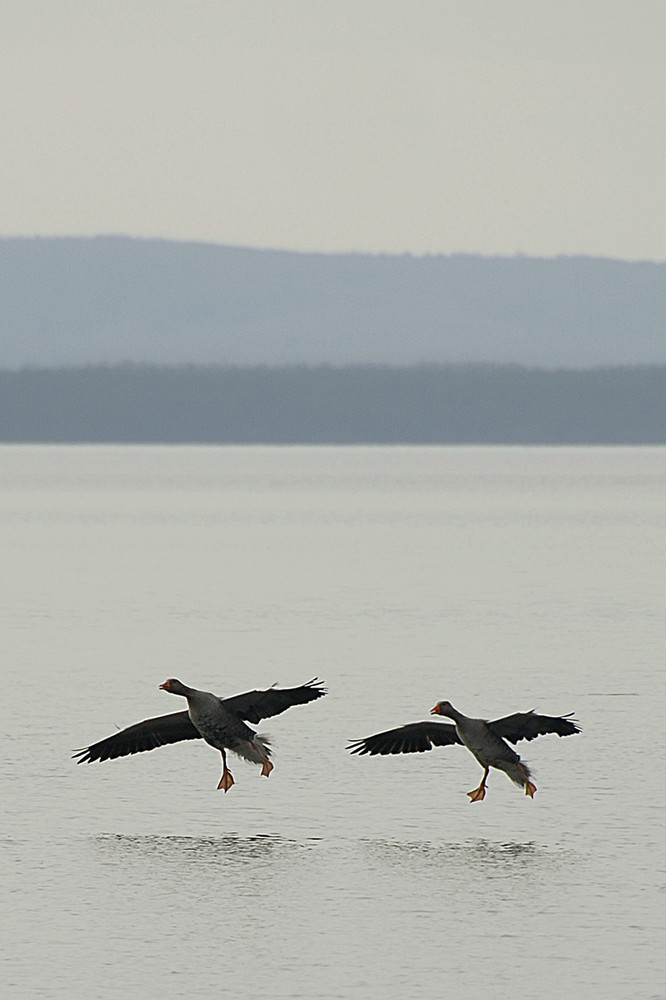 Gänse bei der Landung