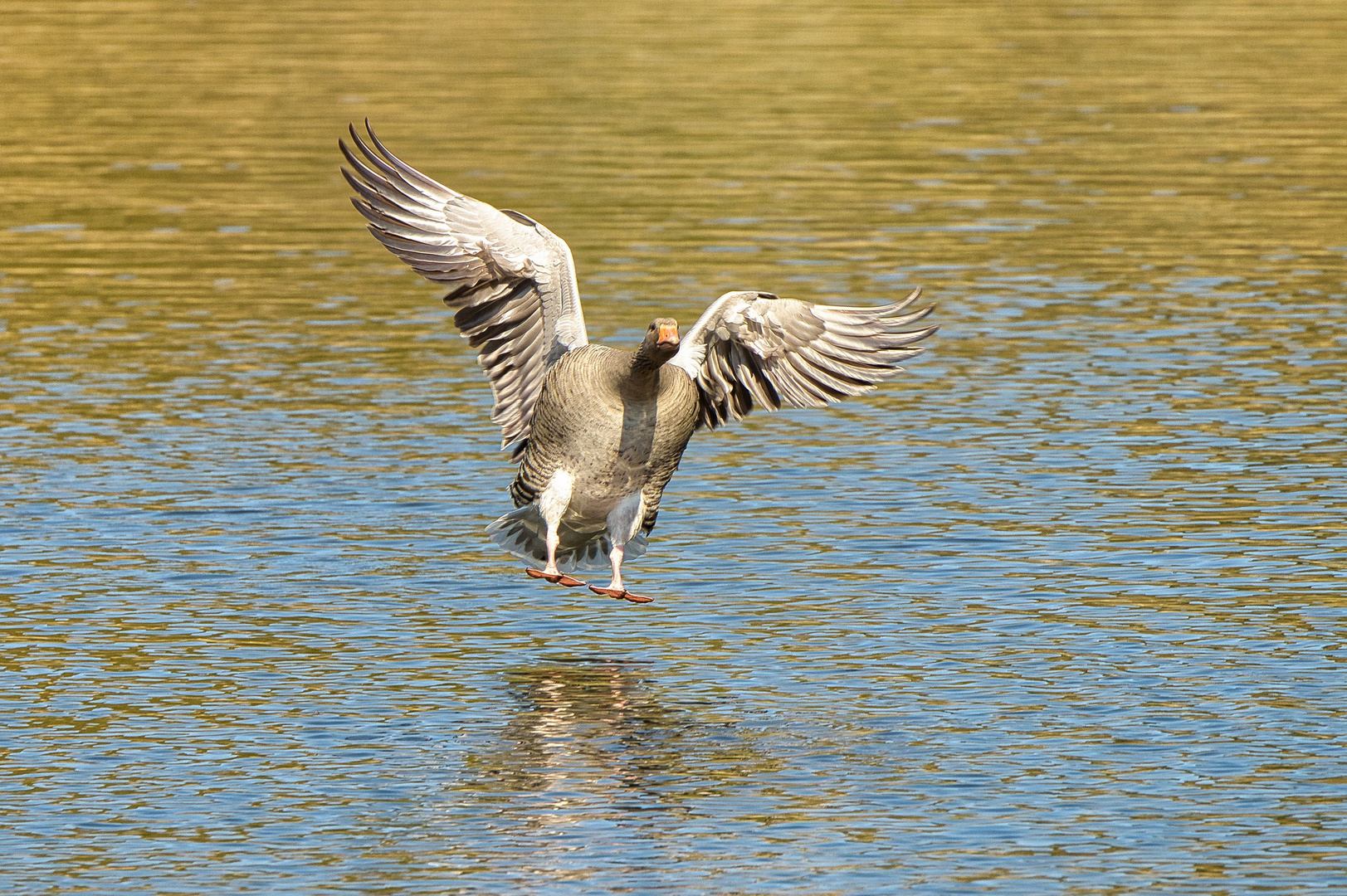 Gänse bei Landeanflug