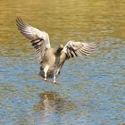 Gänse bei Landeanflug