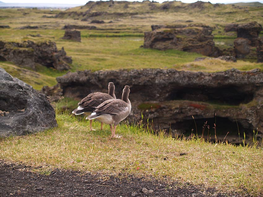 Gänse bei Mývatn