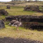 Gänse bei Mývatn