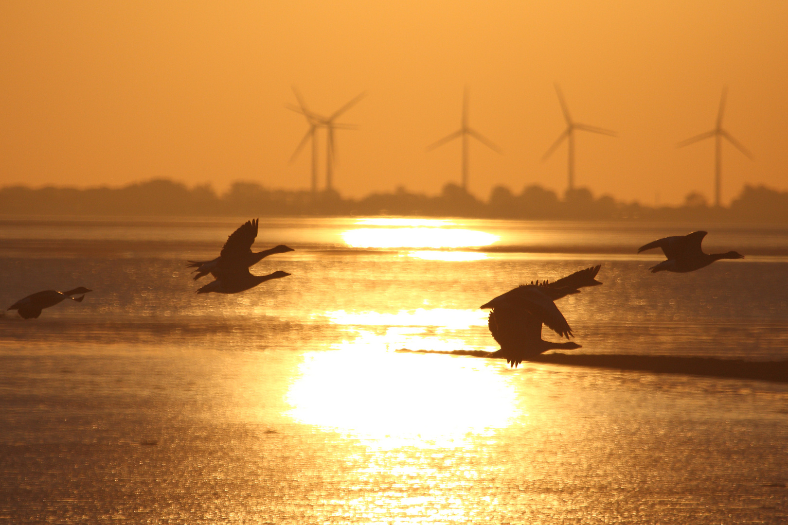 Gänse bei Sonnenuntergang.