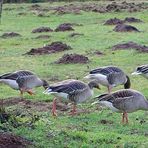 Gänse beim Grasen