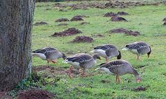 Gänse beim Grasen