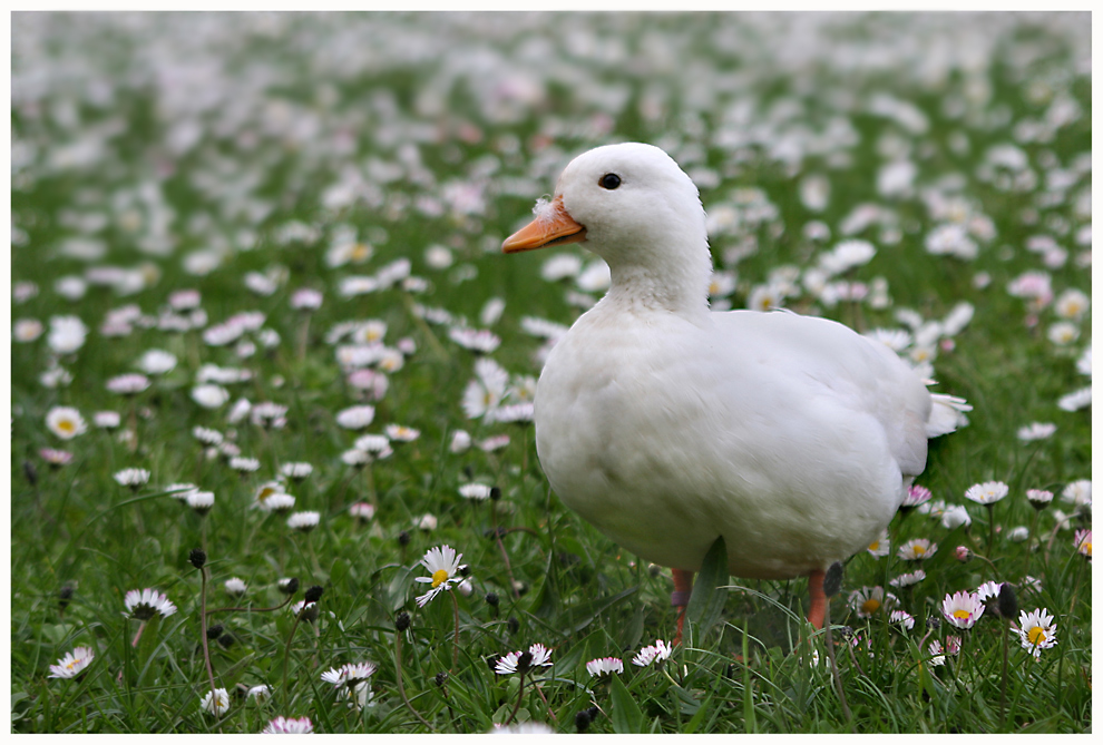 Gänse - Blümchen