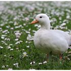 Gänse - Blümchen