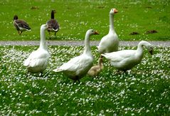 Gänse & Blümchen