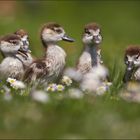 Gänse  Blümchen