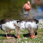 Gänse - - - Blümchen :-)