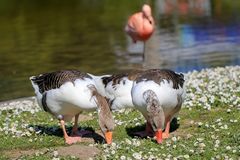 Gänse - - - Blümchen :-)