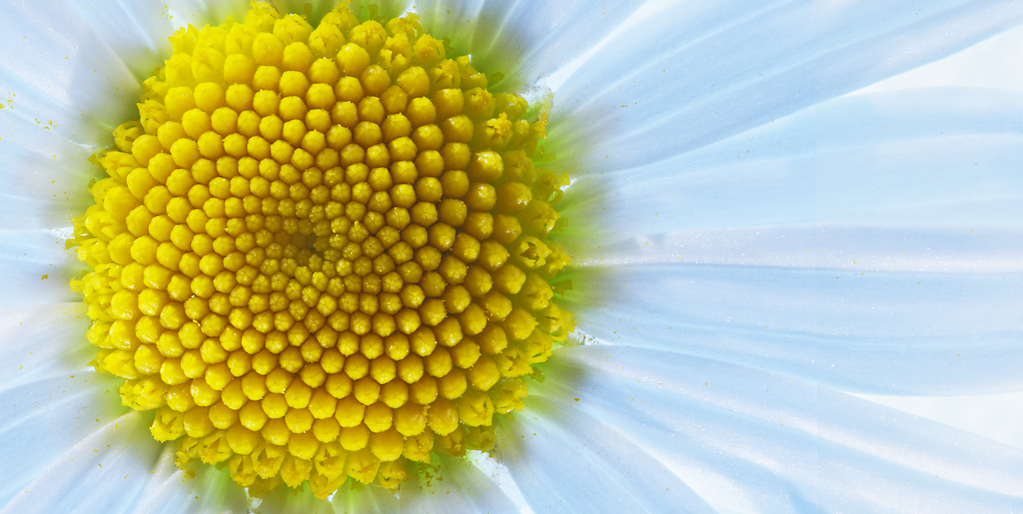 Gänse Blümchen Closeup