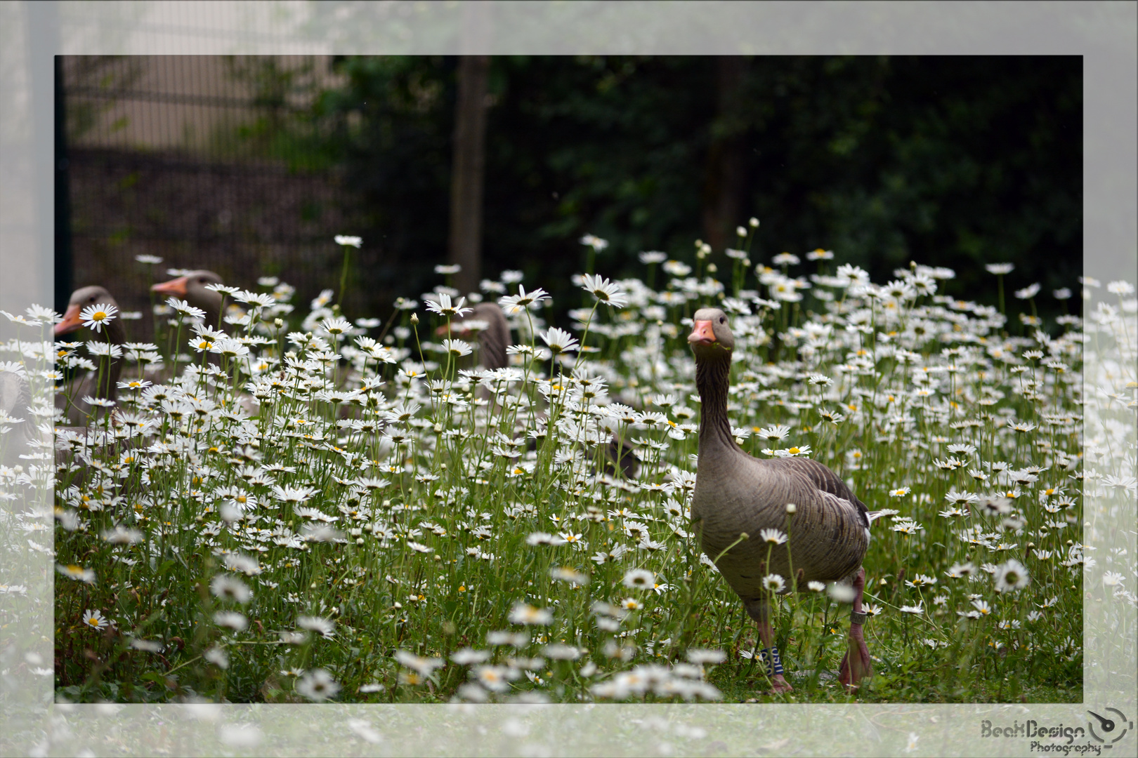 Gänse,- & Blümchen