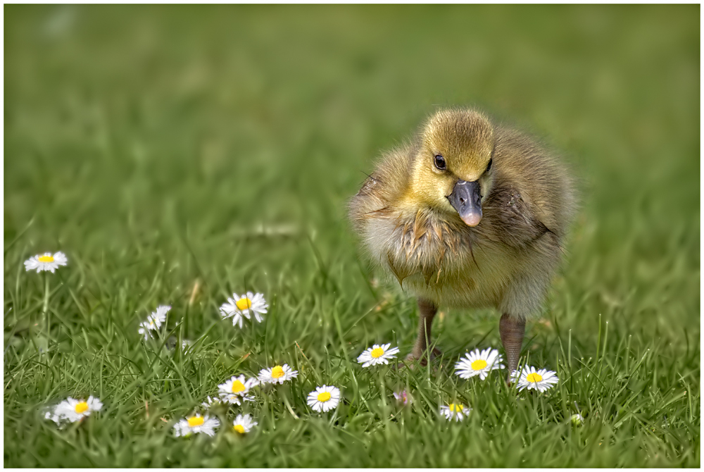 Gänse (Blümchen) Küken